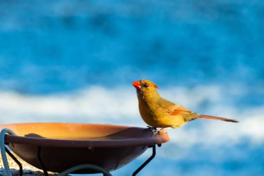 Güzel bir dişi kardinal, daha açık renkli, parlak mavi gökyüzüne karşı bir kuş banyosunun kenarına tünemiş. Eşsiz vahşi yaşam, kuş izleme..
