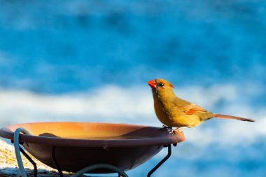 Güzel bir dişi kardinal, daha açık renkli, parlak mavi gökyüzüne karşı bir kuş banyosunun kenarına tünemiş. Eşsiz vahşi yaşam, kuş izleme..