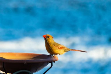Güzel bir dişi kardinal, daha açık renkli, parlak mavi gökyüzüne karşı bir kuş banyosunun kenarına tünemiş. Eşsiz vahşi yaşam, kuş izleme..