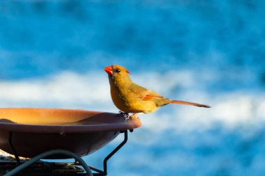 Güzel bir dişi kardinal, daha açık renkli, parlak mavi gökyüzüne karşı bir kuş banyosunun kenarına tünemiş. Eşsiz vahşi yaşam, kuş izleme..