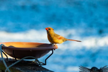 Güzel bir dişi kardinal, daha açık renkli, parlak mavi gökyüzüne karşı bir kuş banyosunun kenarına tünemiş. Eşsiz vahşi yaşam, kuş izleme..