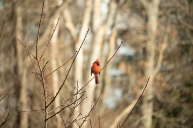Canlı kırmızı bir kardinal narin bir dala tünemiş, çarpıcı rengi yumuşak, bulanık kış arkaplanına zıt. Huzurlu bir ortamda doğanın güzelliği.