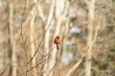 Canlı kırmızı bir kardinal narin bir dala tünemiş, çarpıcı rengi yumuşak, bulanık kış arkaplanına zıt. Huzurlu bir ortamda doğanın güzelliği.