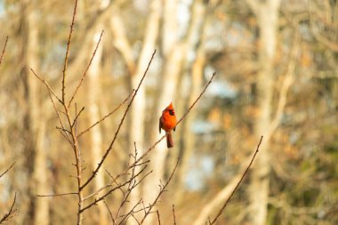 Canlı kırmızı bir kardinal narin bir dala tünemiş, çarpıcı rengi yumuşak, bulanık kış arkaplanına zıt. Huzurlu bir ortamda doğanın güzelliği.