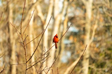 Canlı kırmızı bir kardinal narin bir dala tünemiş, çarpıcı rengi yumuşak, bulanık kış arkaplanına zıt. Huzurlu bir ortamda doğanın güzelliği.