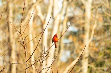 Canlı kırmızı bir kardinal narin bir dala tünemiş, çarpıcı rengi yumuşak, bulanık kış arkaplanına zıt. Huzurlu bir ortamda doğanın güzelliği.