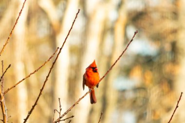 Canlı kırmızı bir kardinal narin bir dala tünemiş, çarpıcı rengi yumuşak, bulanık kış arkaplanına zıt. Huzurlu bir ortamda doğanın güzelliği.