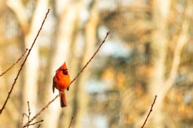 Canlı kırmızı bir kardinal narin bir dala tünemiş, çarpıcı rengi yumuşak, bulanık kış arkaplanına zıt. Huzurlu bir ortamda doğanın güzelliği.