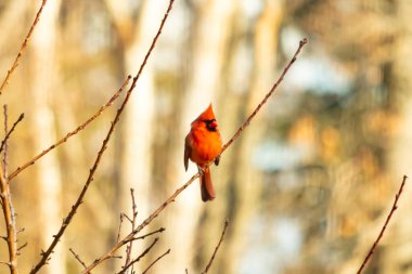 Canlı kırmızı bir kardinal narin bir dala tünemiş, çarpıcı rengi yumuşak, bulanık kış arkaplanına zıt. Huzurlu bir ortamda doğanın güzelliği.