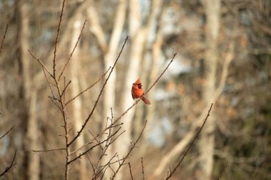 Canlı kırmızı bir kardinal narin bir dala tünemiş, çarpıcı rengi yumuşak, bulanık kış arkaplanına zıt. Huzurlu bir ortamda doğanın güzelliği.
