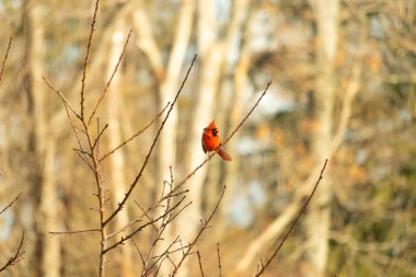 Canlı kırmızı bir kardinal narin bir dala tünemiş, çarpıcı rengi yumuşak, bulanık kış arkaplanına zıt. Huzurlu bir ortamda doğanın güzelliği.