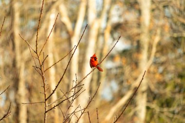 Canlı kırmızı bir kardinal narin bir dala tünemiş, çarpıcı rengi yumuşak, bulanık kış arkaplanına zıt. Huzurlu bir ortamda doğanın güzelliği.