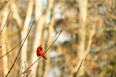 Canlı kırmızı bir kardinal narin bir dala tünemiş, çarpıcı rengi yumuşak, bulanık kış arkaplanına zıt. Huzurlu bir ortamda doğanın güzelliği.