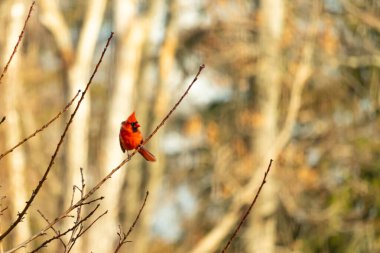 Canlı kırmızı bir kardinal narin bir dala tünemiş, çarpıcı rengi yumuşak, bulanık kış arkaplanına zıt. Huzurlu bir ortamda doğanın güzelliği.