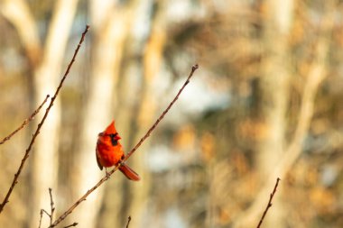 Canlı kırmızı bir kardinal narin bir dala tünemiş, çarpıcı rengi yumuşak, bulanık kış arkaplanına zıt. Huzurlu bir ortamda doğanın güzelliği.