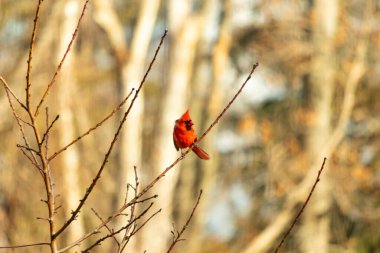 Canlı kırmızı bir kardinal narin bir dala tünemiş, çarpıcı rengi yumuşak, bulanık kış arkaplanına zıt. Huzurlu bir ortamda doğanın güzelliği.