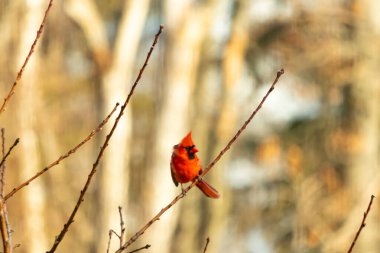 Canlı kırmızı bir kardinal narin bir dala tünemiş, çarpıcı rengi yumuşak, bulanık kış arkaplanına zıt. Huzurlu bir ortamda doğanın güzelliği.