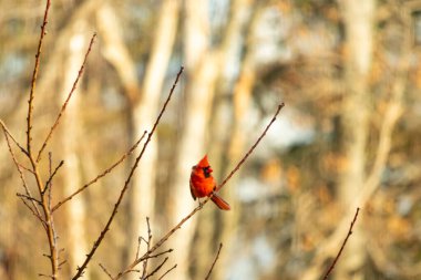 Canlı kırmızı bir kardinal narin bir dala tünemiş, çarpıcı rengi yumuşak, bulanık kış arkaplanına zıt. Huzurlu bir ortamda doğanın güzelliği.
