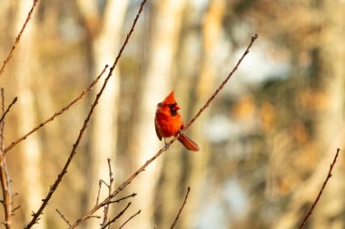 Canlı kırmızı bir kardinal narin bir dala tünemiş, çarpıcı rengi yumuşak, bulanık kış arkaplanına zıt. Huzurlu bir ortamda doğanın güzelliği.