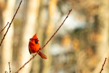 Canlı kırmızı bir kardinal narin bir dala tünemiş, çarpıcı rengi yumuşak, bulanık kış arkaplanına zıt. Huzurlu bir ortamda doğanın güzelliği.
