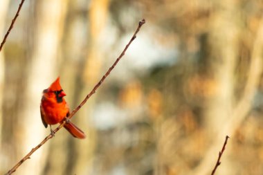 Canlı kırmızı bir kardinal narin bir dala tünemiş, çarpıcı rengi yumuşak, bulanık kış arkaplanına zıt. Huzurlu bir ortamda doğanın güzelliği.