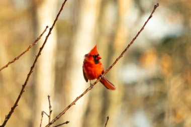 Canlı kırmızı bir kardinal narin bir dala tünemiş, çarpıcı rengi yumuşak, bulanık kış arkaplanına zıt. Huzurlu bir ortamda doğanın güzelliği.