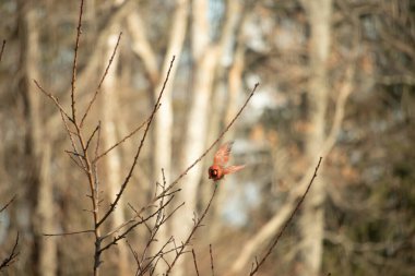 Uçuşun ortasında canlı bir erkek kardinal yumuşak, bulanık bir arka plana karşı çıplak dallar. Doğal bir ortamda bir renk patlaması. Vahşi yaşam.