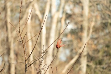Uçuşun ortasında canlı bir erkek kardinal yumuşak, bulanık bir arka plana karşı çıplak dallar. Doğal bir ortamda bir renk patlaması. Vahşi yaşam.