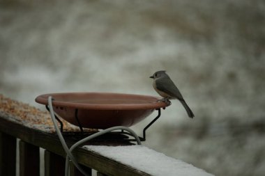 Kuş banyosunun kenarında sivri tepeli bir tepesi olan küçük gri Tufted Titmouse kar tozlu bir tırabzanda. Şirin bir kış kuşu izleme anı..