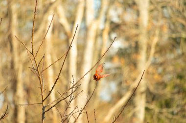 Uçuşun ortasında canlı bir erkek kardinal yumuşak, bulanık bir arka plana karşı çıplak dallar. Doğal bir ortamda bir renk patlaması. Vahşi yaşam.