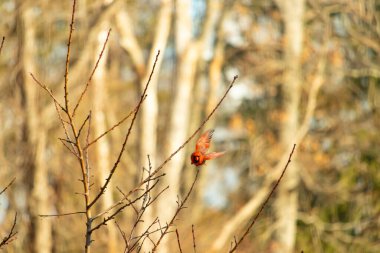 Uçuşun ortasında canlı bir erkek kardinal yumuşak, bulanık bir arka plana karşı çıplak dallar. Doğal bir ortamda bir renk patlaması. Vahşi yaşam.