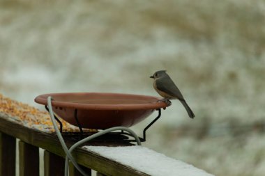 Kuş banyosunun kenarında sivri tepeli bir tepesi olan küçük gri Tufted Titmouse kar tozlu bir tırabzanda. Şirin bir kış kuşu izleme anı..