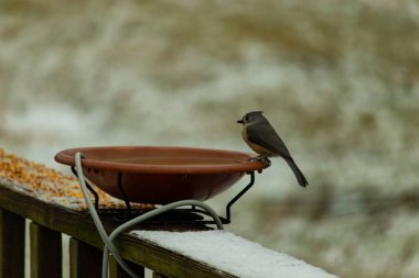 Kuş banyosunun kenarında sivri tepeli bir tepesi olan küçük gri Tufted Titmouse kar tozlu bir tırabzanda. Şirin bir kış kuşu izleme anı..