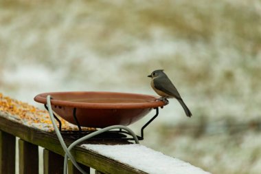 Kuş banyosunun kenarında sivri tepeli bir tepesi olan küçük gri Tufted Titmouse kar tozlu bir tırabzanda. Şirin bir kış kuşu izleme anı..