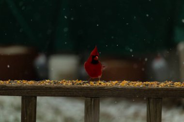 Canlı bir kardinal tohumlarla kaplı ahşap bir tahtanın üzerinde duruyor. Parlak kırmızı tüyleri bulanık arka planda beliriyor. Bu erkek kuşun her tarafına kar yağıyor..