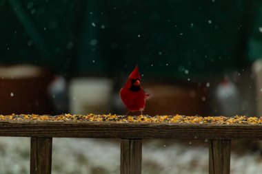 Canlı bir kardinal tohumlarla kaplı ahşap bir tahtanın üzerinde duruyor. Parlak kırmızı tüyleri bulanık arka planda beliriyor. Bu erkek kuşun her tarafına kar yağıyor..