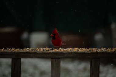 Canlı bir kardinal tohumlarla kaplı ahşap bir tahtanın üzerinde duruyor. Parlak kırmızı tüyleri bulanık arka planda beliriyor. Bu erkek kuşun her tarafına kar yağıyor..