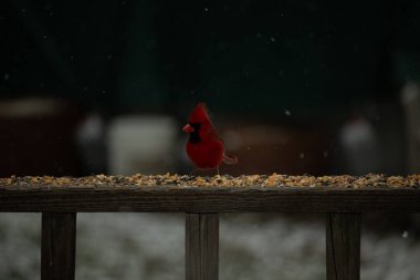 Canlı bir kardinal tohumlarla kaplı ahşap bir tahtanın üzerinde duruyor. Parlak kırmızı tüyleri bulanık arka planda beliriyor. Bu erkek kuşun her tarafına kar yağıyor..