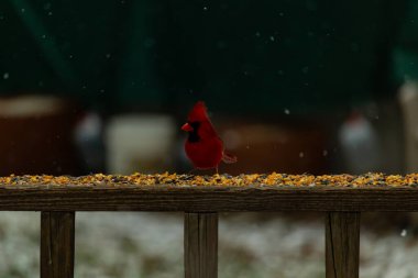 Canlı bir kardinal tohumlarla kaplı ahşap bir tahtanın üzerinde duruyor. Parlak kırmızı tüyleri bulanık arka planda beliriyor. Bu erkek kuşun her tarafına kar yağıyor..