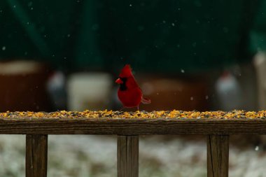 Canlı bir kardinal tohumlarla kaplı ahşap bir tahtanın üzerinde duruyor. Parlak kırmızı tüyleri bulanık arka planda beliriyor. Bu erkek kuşun her tarafına kar yağıyor..