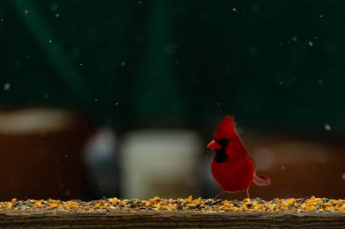 Canlı bir kardinal tohumlarla kaplı ahşap bir tahtanın üzerinde duruyor. Parlak kırmızı tüyleri bulanık arka planda beliriyor. Bu erkek kuşun her tarafına kar yağıyor..