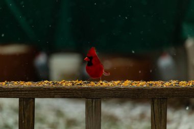 Canlı bir kardinal tohumlarla kaplı ahşap bir tahtanın üzerinde duruyor. Parlak kırmızı tüyleri bulanık arka planda beliriyor. Bu erkek kuşun her tarafına kar yağıyor..
