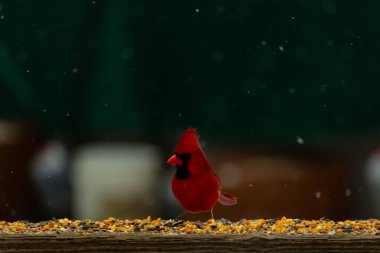 Canlı bir kardinal tohumlarla kaplı ahşap bir tahtanın üzerinde duruyor. Parlak kırmızı tüyleri bulanık arka planda beliriyor. Bu erkek kuşun her tarafına kar yağıyor..