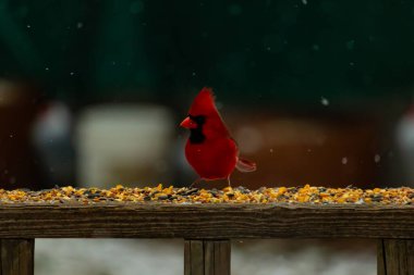Canlı bir kardinal tohumlarla kaplı ahşap bir tahtanın üzerinde duruyor. Parlak kırmızı tüyleri bulanık arka planda beliriyor. Bu erkek kuşun her tarafına kar yağıyor..