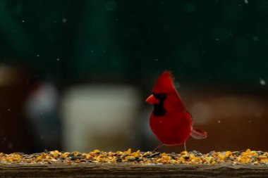 Canlı bir kardinal tohumlarla kaplı ahşap bir tahtanın üzerinde duruyor. Parlak kırmızı tüyleri bulanık arka planda beliriyor. Bu erkek kuşun her tarafına kar yağıyor..