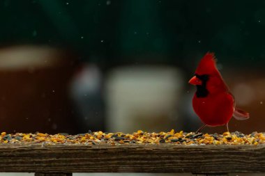 Canlı bir kardinal tohumlarla kaplı ahşap bir tahtanın üzerinde duruyor. Parlak kırmızı tüyleri bulanık arka planda beliriyor. Bu erkek kuşun her tarafına kar yağıyor..