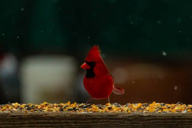 Canlı bir kardinal tohumlarla kaplı ahşap bir tahtanın üzerinde duruyor. Parlak kırmızı tüyleri bulanık arka planda beliriyor. Bu erkek kuşun her tarafına kar yağıyor..