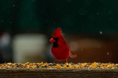 Canlı bir kardinal tohumlarla kaplı ahşap bir tahtanın üzerinde duruyor. Parlak kırmızı tüyleri bulanık arka planda beliriyor. Bu erkek kuşun her tarafına kar yağıyor..