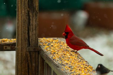 Canlı bir kardinal tohumlarla kaplı ahşap bir tahtanın üzerinde duruyor. Parlak kırmızı tüyleri bulanık arka planda beliriyor. Bu erkek kuşun her tarafına kar yağıyor..