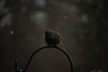 Benekli bir Avrupa sığırcığı, düşen karın ortasında eğri büğrü bir metal üzerinde duruyor. Kış vahşi yaşamı, kuş gözlemciliği, soğuk hava, sakin bir an..